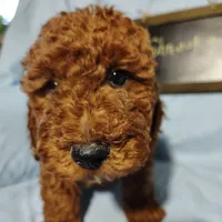 Shnooki, a male Miniature Goldendoodle for sale in Pine Grove, PA – 2 of 3