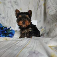 Antonio, a male Yorkshire Terrier for sale in Pine Grove, PA – Photo 3 of 3