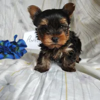 Antonio, a male Yorkshire Terrier for sale in Pine Grove, PA – Photo 1 of 3