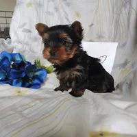 Antonio, a male Yorkshire Terrier for sale in Pine Grove, PA – Photo 2 of 3