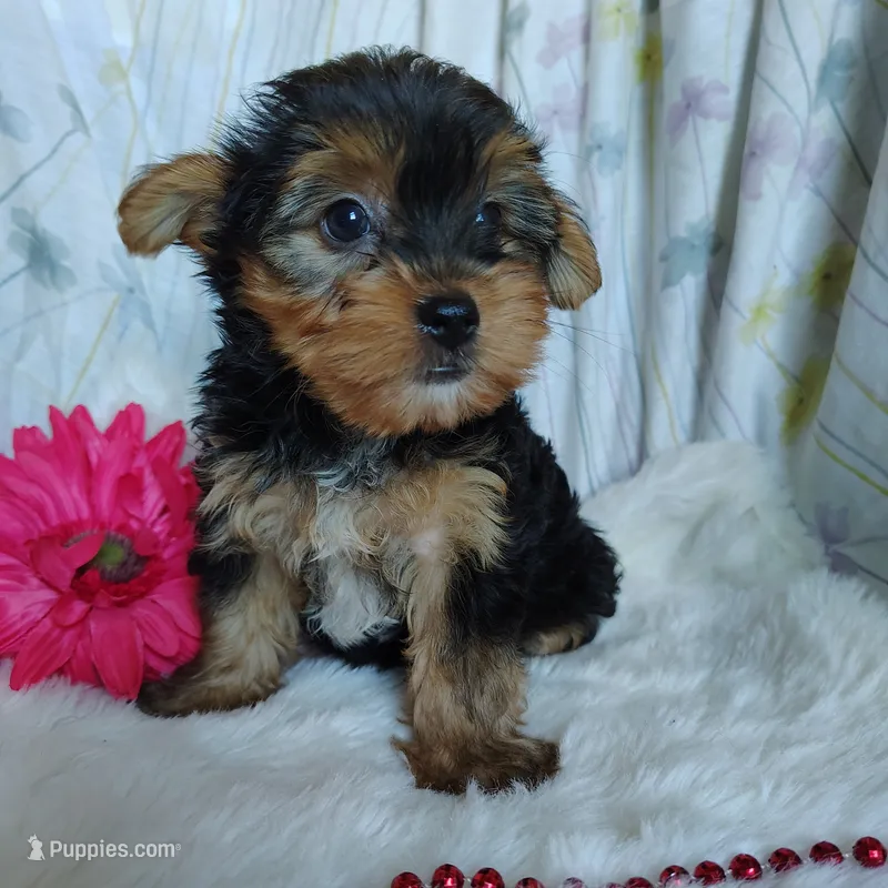 June bug – Yorkshire Terrier puppy for sale in Pine Grove, PA