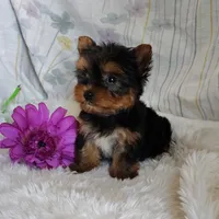 Tinkerbell, a female Yorkshire Terrier for sale in Pine Grove, PA – 3 of 4