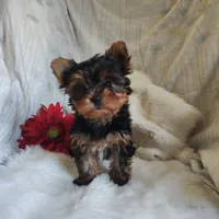 Candy , a female Yorkshire Terrier for sale in Pine Grove, PA – 3 of 5