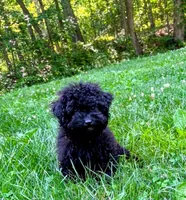 Shanea, a female Poodle - Miniature  for sale in Pine Grove, PA – 3 of 5