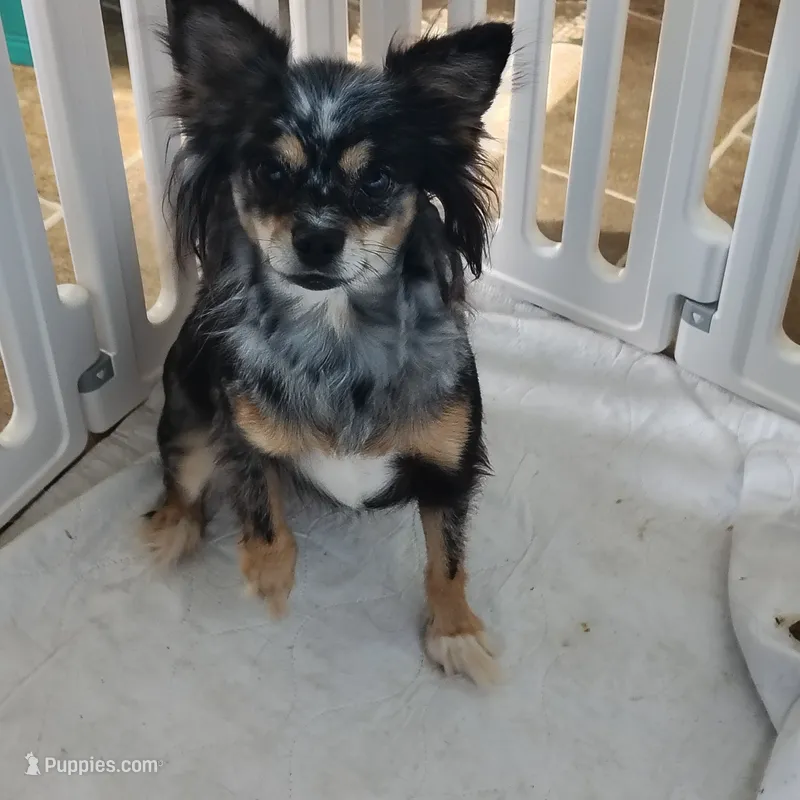 Betsy  – Pomchi puppy for sale in Pine Grove, PA