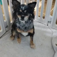 Betsy , a female Pomchi for sale in Pine Grove, PA – 1 of 5