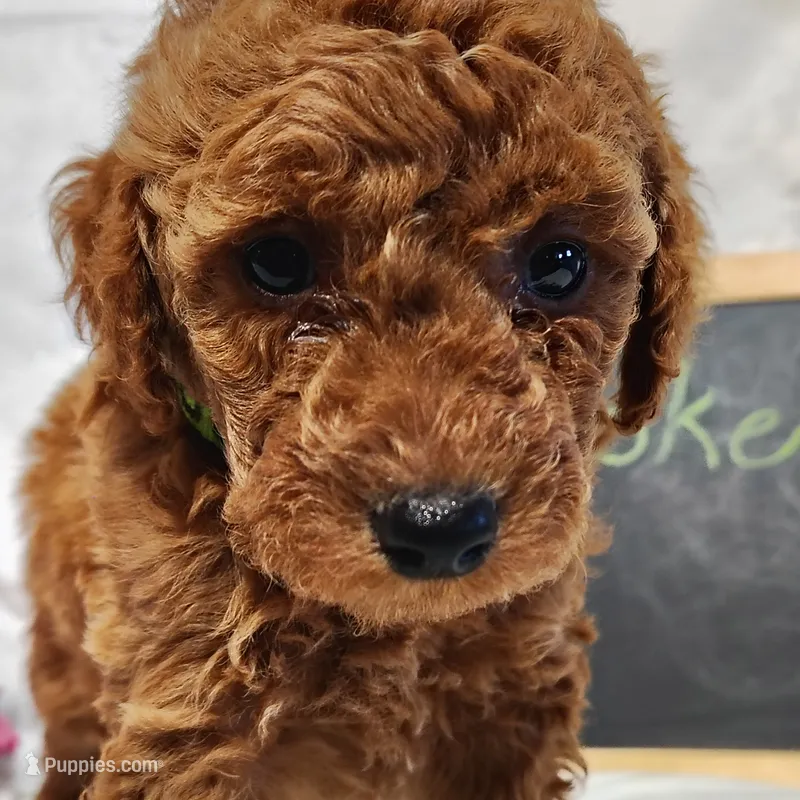 Brooke  – Miniature Goldendoodle puppy for sale in Pine Grove, PA