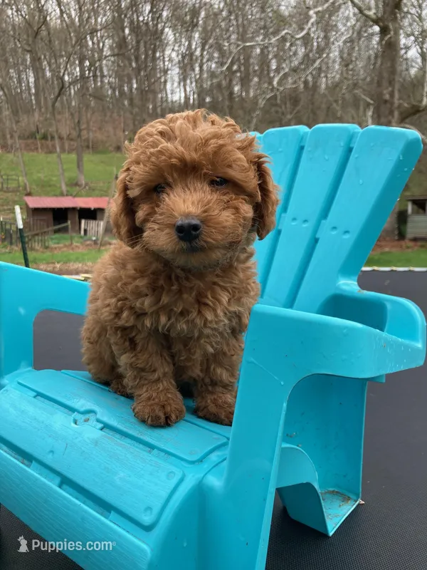 Copper – Poodle - Miniature  puppy for sale in Pine Grove, PA