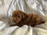 Copper, a male Poodle - Miniature  for sale in Pine Grove, PA – Photo 2 of 3