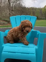 Copper, a male Poodle - Miniature  for sale in Pine Grove, PA – 2 of 3