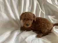 Copper, a male Poodle - Miniature  for sale in Pine Grove, PA – Photo 3 of 3