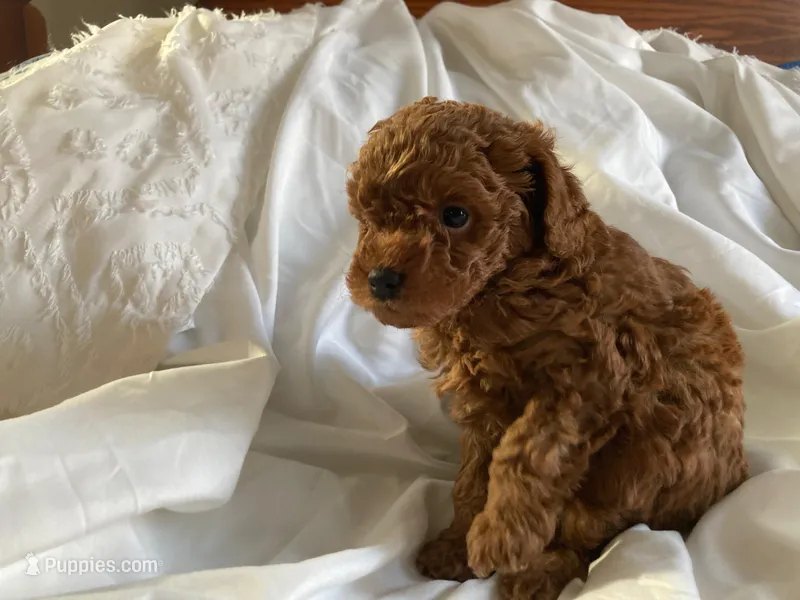 Copper – Poodle - Miniature  puppy for sale in Pine Grove, PA