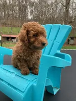 Copper, a male Poodle - Miniature  for sale in Pine Grove, PA – 3 of 3