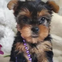 Lilly, a female Yorkshire Terrier for sale in Pine Grove, PA – 3 of 5