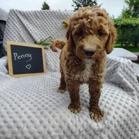 Penny, a female Goldendoodle for sale in Pine Grove, PA – 1 of 6