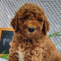 Paulie, a male Goldendoodle for sale in Pine Grove, PA – 2 of 4