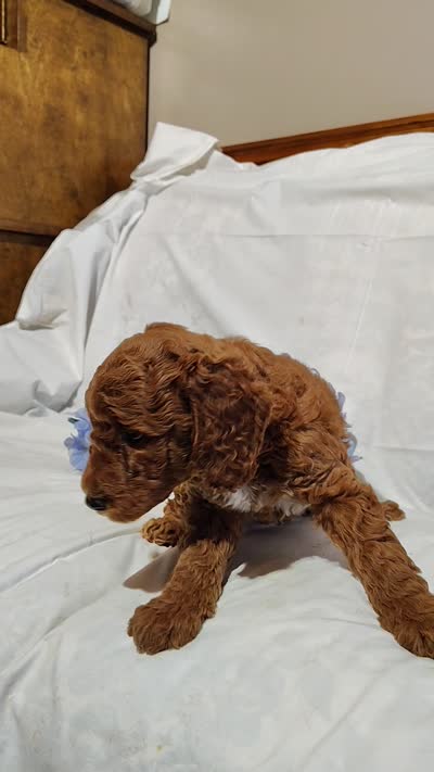 Bear, a male Miniature Goldendoodle for sale in Pine Grove, PA – 4 of 4