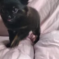 Bebe, a female Pomchi for sale in Pine Grove, PA – 9 of 10