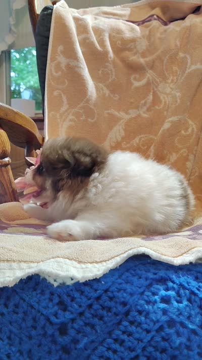 Peachy keen, a female Pomeranian for sale in Pine Grove, PA – 4 of 4