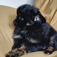 Teddy bear, a male Pomchi for sale in Pine Grove, PA – 3 of 8