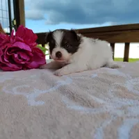 Passion fruit , a female Pomeranian for sale in Pine Grove, PA – Photo 3 of 5