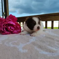 Passion fruit , a female Pomeranian for sale in Pine Grove, PA – Photo 2 of 5