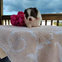 Passion fruit , a female Pomeranian for sale in Pine Grove, PA – Photo 4 of 5