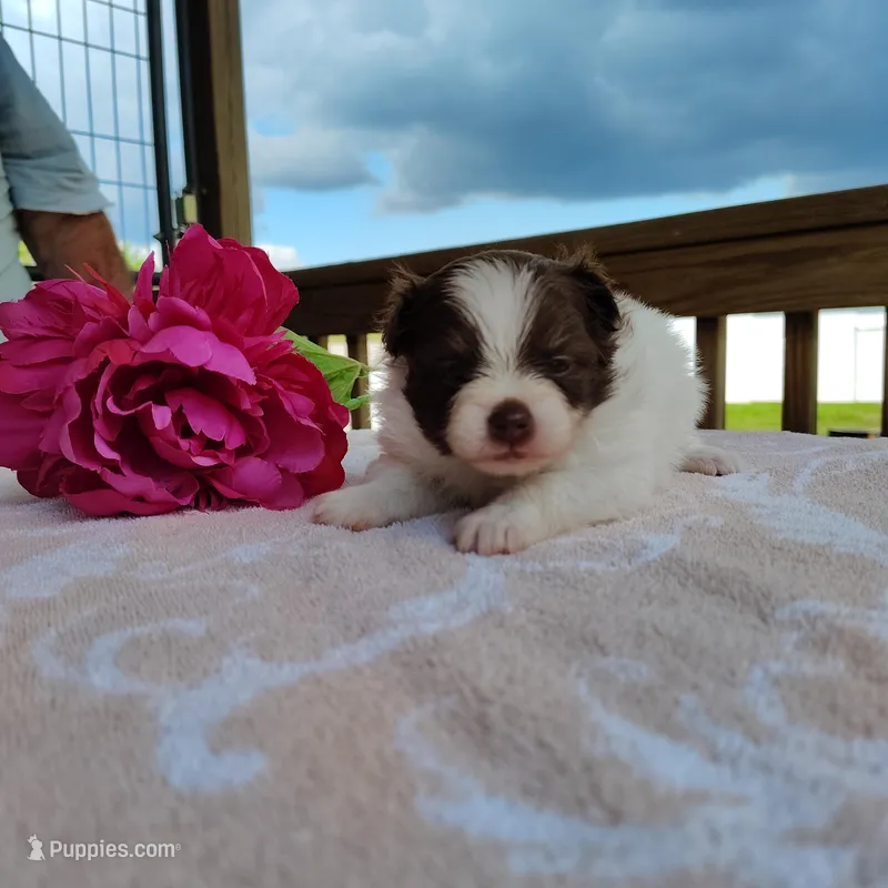 Passion fruit  – Pomeranian puppy for sale in Pine Grove, PA