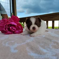 Passion fruit , a female Pomeranian for sale in Pine Grove, PA – Photo 1 of 5