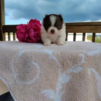 Passion fruit , a female Pomeranian for sale in Pine Grove, PA – Photo 5 of 5