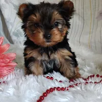 Annabelle, a female Yorkshire Terrier for sale in Pine Grove, PA – 4 of 4