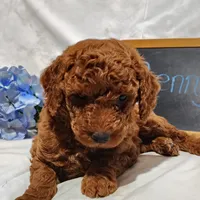 Benny, a male Miniature Goldendoodle for sale in Pine Grove, PA – 5 of 6