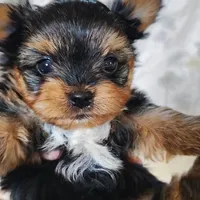 Ernie, a female Yorkshire Terrier for sale in Pine Grove, PA – 4 of 6