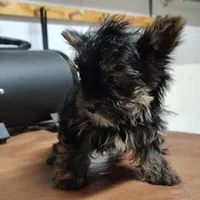 Jiminy cricket, a male Yorkshire Terrier for sale in Pine Grove, PA – Photo 2 of 5