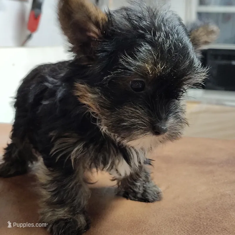 Jiminy cricket – Yorkshire Terrier puppy for sale in Pine Grove, PA