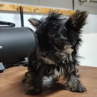 Jiminy cricket, a male Yorkshire Terrier for sale in Pine Grove, PA – Photo 5 of 5