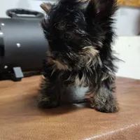 Jiminy cricket, a male Yorkshire Terrier for sale in Pine Grove, PA – Photo 3 of 5