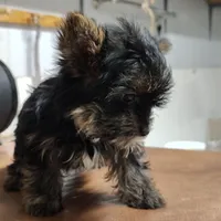 Jiminy cricket, a male Yorkshire Terrier for sale in Pine Grove, PA – Photo 4 of 5