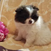 Passion fruit , a female Pomeranian for sale in Pine Grove, PA – 5 of 5