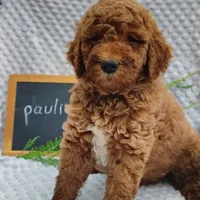 Paulie, a male Goldendoodle for sale in Pine Grove, PA – 3 of 4
