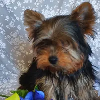 Chip, a male Yorkshire Terrier for sale in Pine Grove, PA – 1 of 6