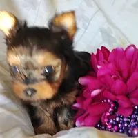 Anna, a female Yorkshire Terrier for sale in Pine Grove, PA – 2 of 6
