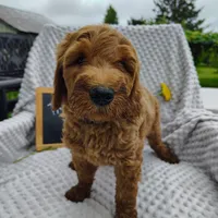 Trevor, a male Goldendoodle for sale in Pine Grove, PA – 3 of 8