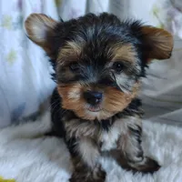 Jacqueline, a female Yorkshire Terrier for sale in Pine Grove, PA – 4 of 5