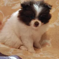 Passion fruit , a female Pomeranian for sale in Pine Grove, PA – 2 of 5