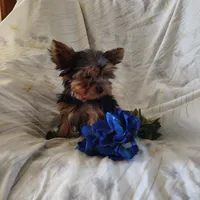 Chip, a male Yorkshire Terrier for sale in Pine Grove, PA – 3 of 6