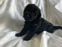 Beauty, a female Poodle - Miniature  for sale in Pine Grove, PA – Photo 3 of 4