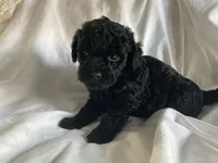 Beauty, a female Poodle - Miniature  for sale in Pine Grove, PA – Photo 4 of 4