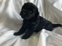 Beauty, a female Poodle - Miniature  for sale in Pine Grove, PA – Photo 1 of 4