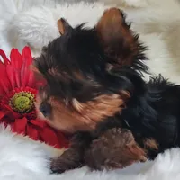 Candy , a female Yorkshire Terrier for sale in Pine Grove, PA – 2 of 5
